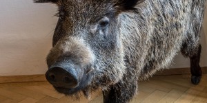 Beitragsbild des Blogbeitrags Schloss Eckartsau im Nationalpark Donau-Auen