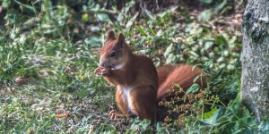 Beitragsbild des Blogbeitrags Alle Vöglein sind schon da …