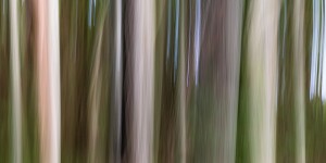 Beitragsbild des Blogbeitrags ICM – Intentional Camera Movement Methode