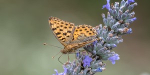 Beitragsbild des Blogbeitrags Südsteirische Impressionen 1