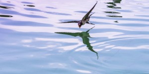 Beitragsbild des Blogbeitrags Südsteirische Impressionen 3