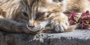 Beitragsbild des Blogbeitrags Haghpat – Klosteranlage aus dem 10. Jahrhundert