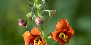 Beitragsbild des Blogbeitrags Herbst im Botanischen Garten 