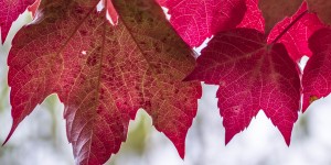 Beitragsbild des Blogbeitrags Der Herbst am Heuberg 