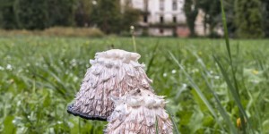 Beitragsbild des Blogbeitrags Schloss Pottendorf