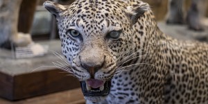 Beitragsbild des Blogbeitrags Naturhistorisches Museum Wien