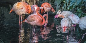 Beitragsbild des Blogbeitrags Parc Phœnix in Nizza