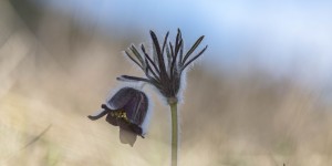 Beitragsbild des Blogbeitrags Märchenhafte Frühlingsblüher …