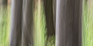 Beitragsbild des Blogbeitrags Der Wald im Frühling