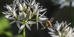 Beitragsbild des Blogbeitrags Bärlauch-Wald 