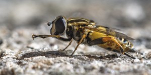 Beitragsbild des Blogbeitrags Klein, aber fein – meine Insekten