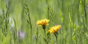 Beitragsbild des Blogbeitrags Die Wiese