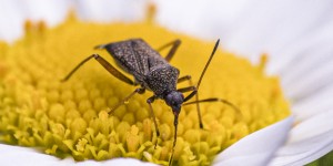 Beitragsbild des Blogbeitrags Insekten – wer suchet, der findet …