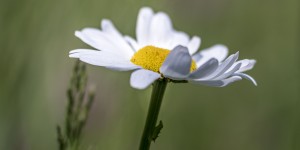 Beitragsbild des Blogbeitrags Farbenpracht in meinem Garten