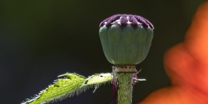 Beitragsbild des Blogbeitrags Ich liebe meinen Garten!