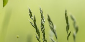 Beitragsbild des Blogbeitrags Wer sitzt denn da im Vogelfutterhaus?