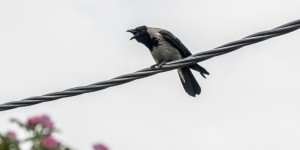 Beitragsbild des Blogbeitrags Die Nebelkrähe