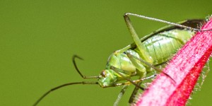 Beitragsbild des Blogbeitrags Die wunderliche Welt der Insekten 