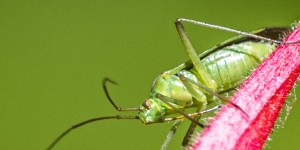 Beitragsbild des Blogbeitrags Die wunderliche Welt der Insekten