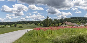 Beitragsbild des Blogbeitrags Die Mohnblüte im Waldviertel beginnt