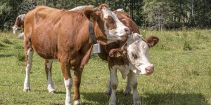 Beitragsbild des Blogbeitrags Das Kleine Sölktal