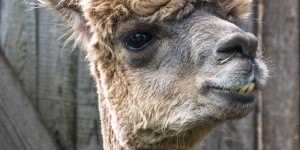 Beitragsbild des Blogbeitrags Bei den Alpakas im Waldviertel