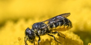 Beitragsbild des Blogbeitrags Neues aus dem Garten