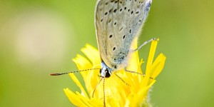 Beitragsbild des Blogbeitrags Schmetterlinge