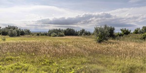 Beitragsbild des Blogbeitrags Nationalpark Neusiedler See – Seewinkel