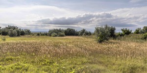 Beitragsbild des Blogbeitrags Nationalpark Neusiedler See – Seewinkel 