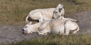 Beitragsbild des Blogbeitrags Weiße Eseln im Nationalpark Seewinkel 