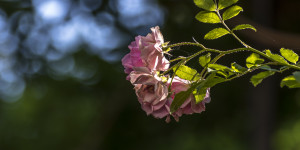 Beitragsbild des Blogbeitrags Der Herbst in meinem Garten
