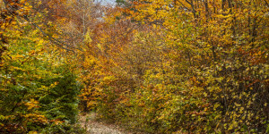 Beitragsbild des Blogbeitrags Herbst am Leopoldsberg 