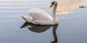 Beitragsbild des Blogbeitrags Schlosspark Laxenburg
