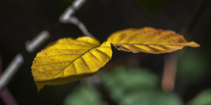 Beitragsbild des Blogbeitrags Und nochmals Herbst am Heuberg …