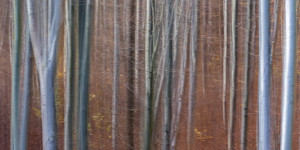 Beitragsbild des Blogbeitrags Herbstlicher Wald