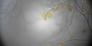 Beitragsbild des Blogbeitrags Mystischer Wald …