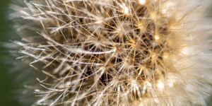 Beitragsbild des Blogbeitrags Letzte Herbst-Macros
