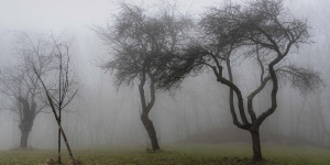 Beitragsbild des Blogbeitrags Nebelwanderung auf die Mostalm