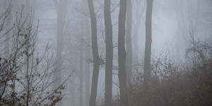 Beitragsbild des Blogbeitrags Neujahrsspaziergang