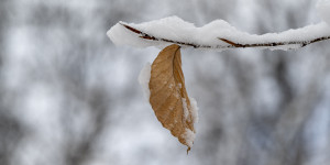 Beitragsbild des Blogbeitrags Immer noch Winter … 