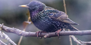 Beitragsbild des Blogbeitrags Winter-Vögel 