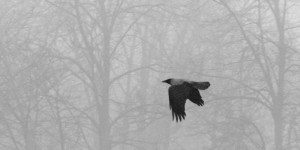 Beitragsbild des Blogbeitrags Und wieder Nebelfotos …