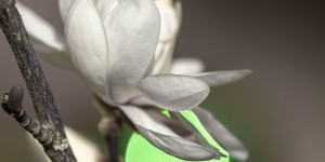 Beitragsbild des Blogbeitrags Frühlings-Macros