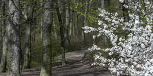 Beitragsbild des Blogbeitrags Der Wald im Frühling 