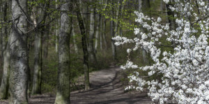 Beitragsbild des Blogbeitrags Der Wald im Frühling