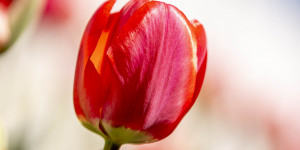Beitragsbild des Blogbeitrags Die Tulpensaison ist eröffnet!