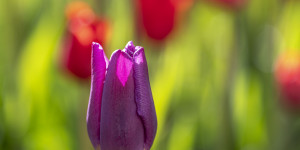 Beitragsbild des Blogbeitrags Die Farben des Frühlings
