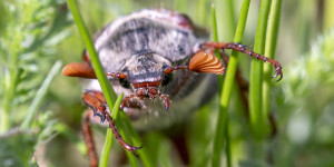 Beitragsbild des Blogbeitrags Maikäfer flieg …