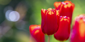 Beitragsbild des Blogbeitrags Und nochmal Tulpen!